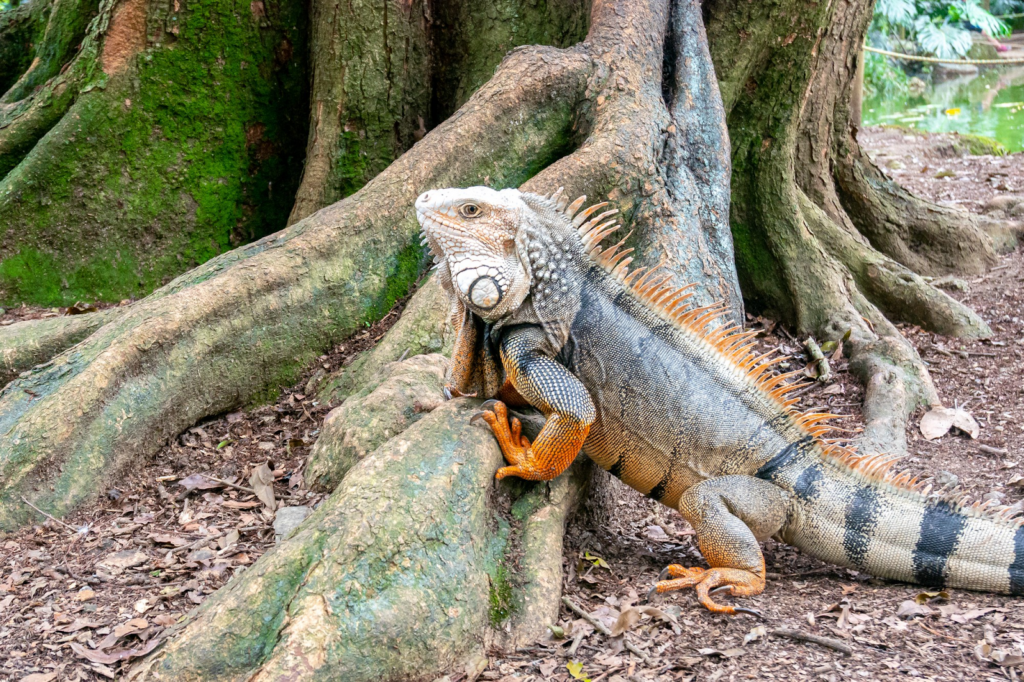 iguana